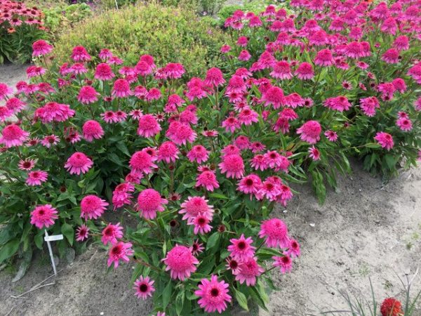 Echinacea Summer Candy