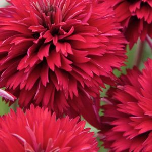 Echinacea Summer Cherry®