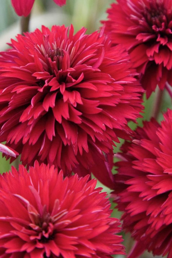 Echinacea Summer Cherry®