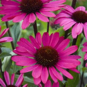 Echinacea Summer Cloud®