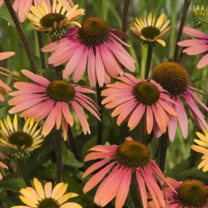 Echinacea Summer Cocktail®