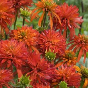 Echinacea Summer Salsa®