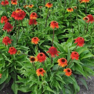 Echinacea Sweet Chilli