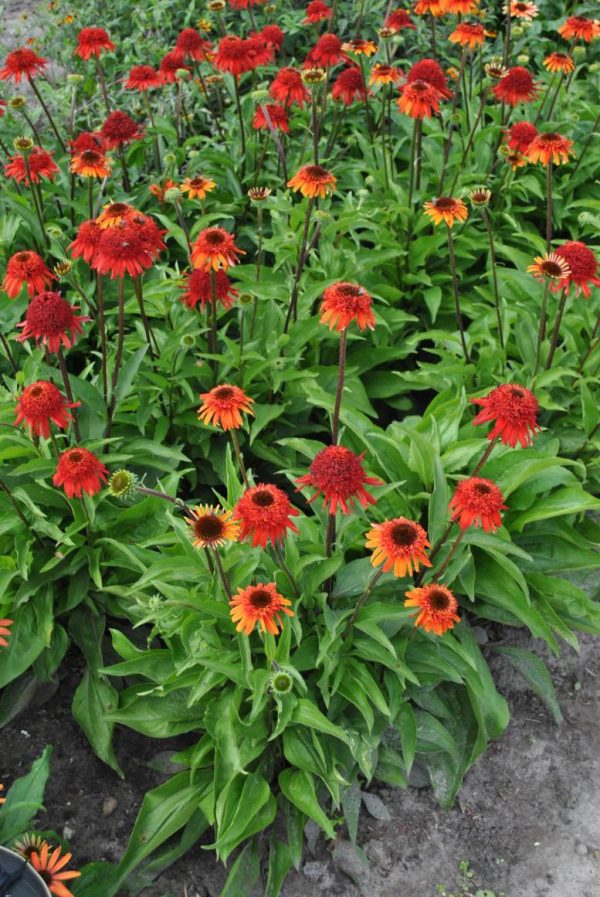 Echinacea Sweet Chilli