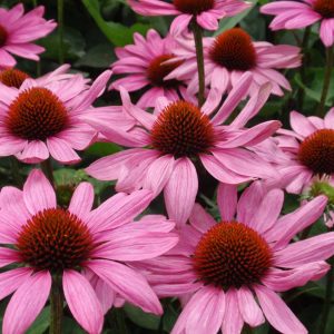 Echinacea The King