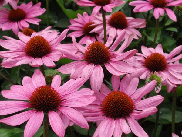 Echinacea The King