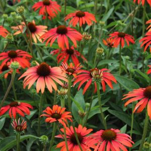Echinacea Tomato Soup®
