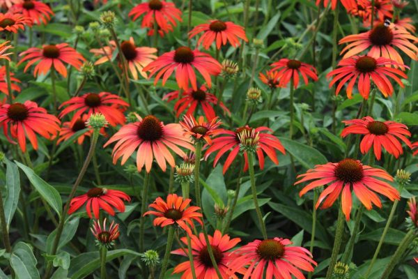 Echinacea Tomato Soup®