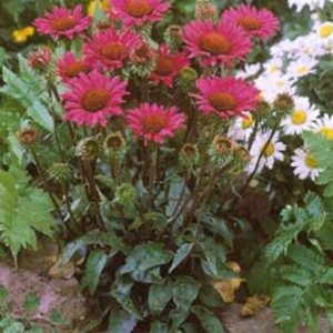 Echinacea Vintage Wine®