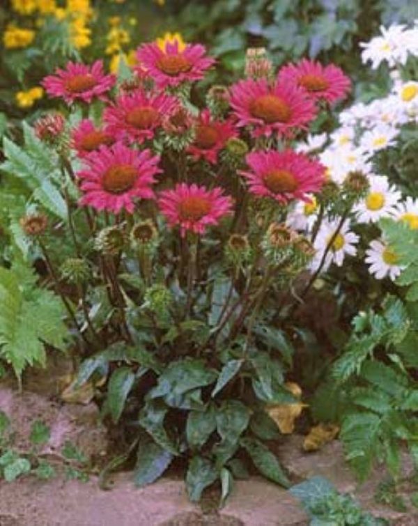Echinacea Vintage Wine®