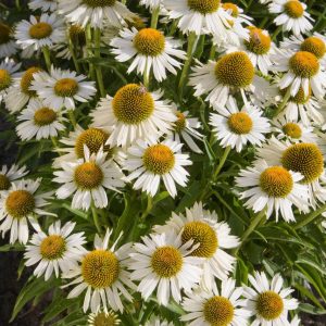 Echinacea Meditation White®