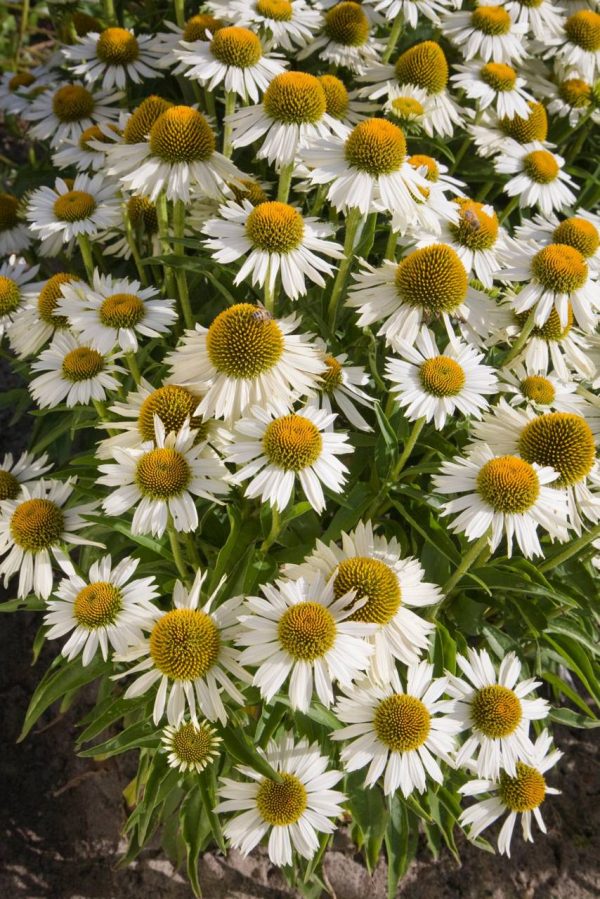 Echinacea Meditation White®