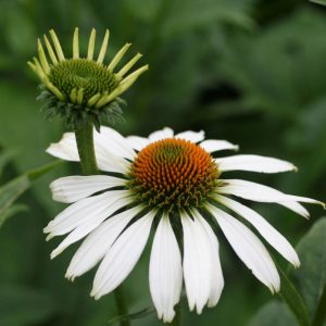 Echinacea White Swan