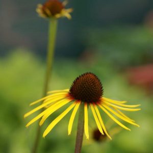 Echinacea paradoxa