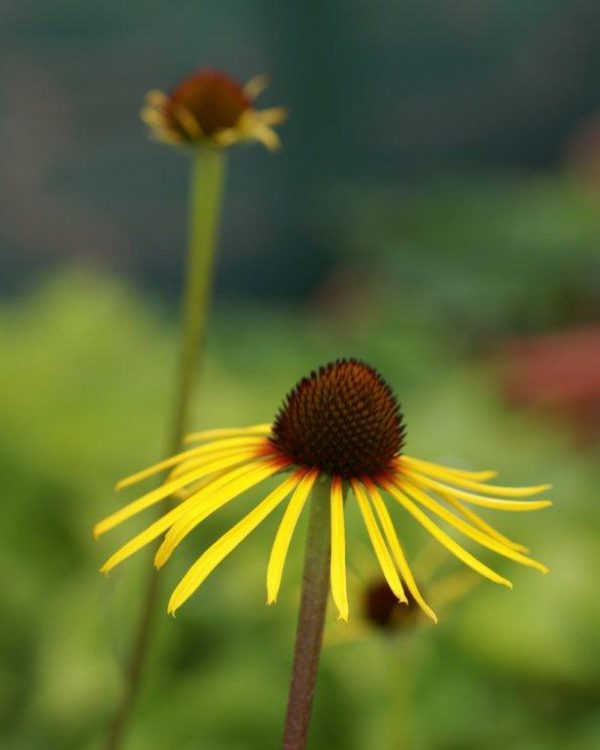 Echinacea paradoxa