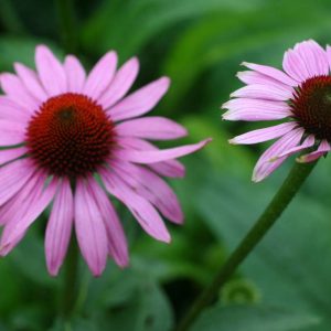 Echinacea purpurea