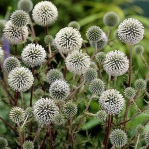 Echinops Arctic Glow