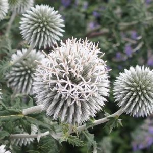 Echinops Star Frost