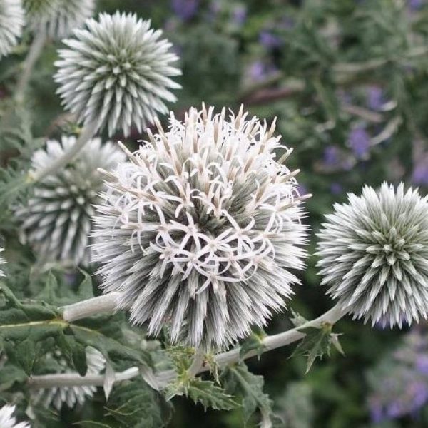 Echinops Star Frost