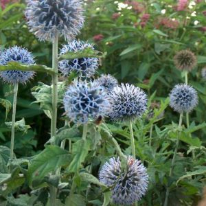 Echinops Taplow Blue