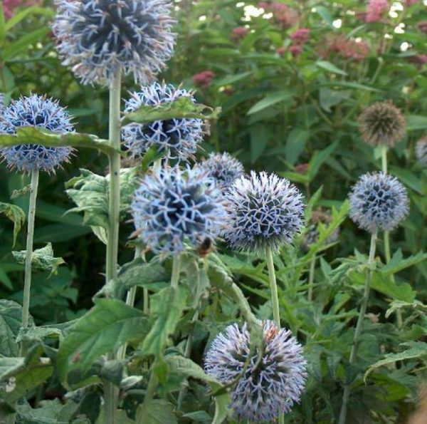 Echinops Taplow Blue