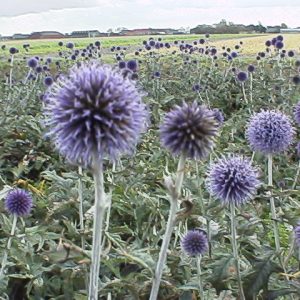 Echinops ritro Veitch's Blue