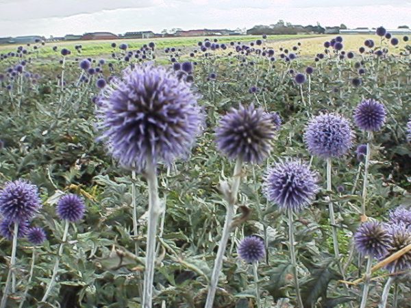 Echinops ritro Veitch's Blue