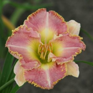 Hemerocallis Ed Brown