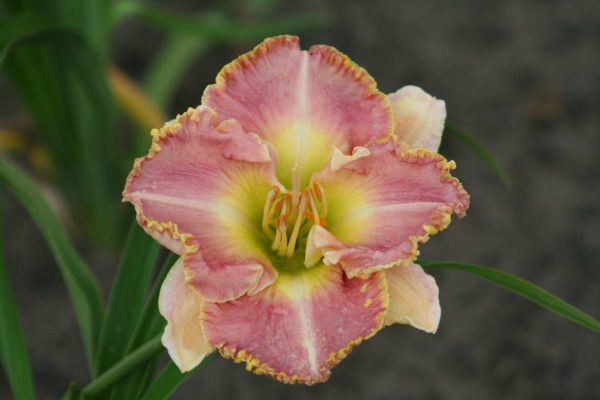 Hemerocallis Ed Brown