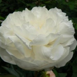 Paeonia  Eden's Temptation