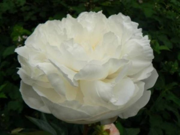 Paeonia  Eden's Temptation