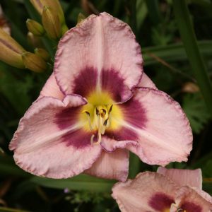 Hemerocallis Edge Ahead