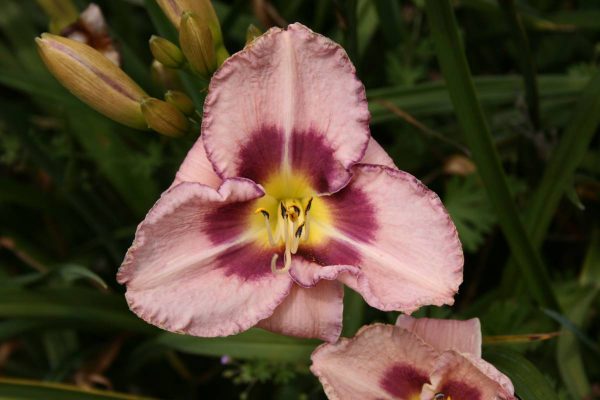Hemerocallis Edge Ahead