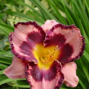 Hemerocallis Edge of Darkness