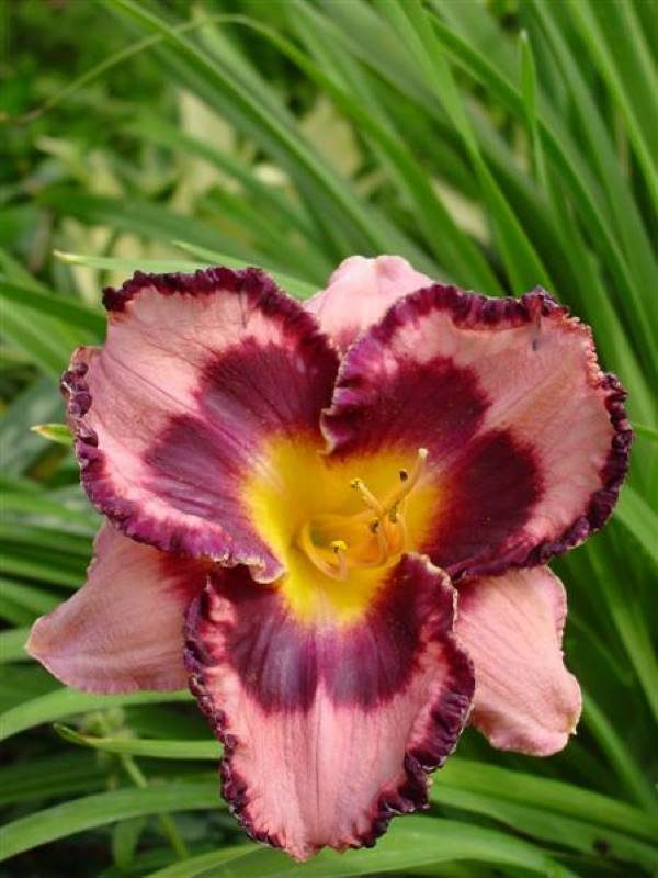 Hemerocallis Edge of Darkness