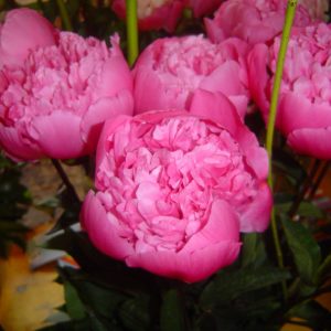 Paeonia  Edulis Superba