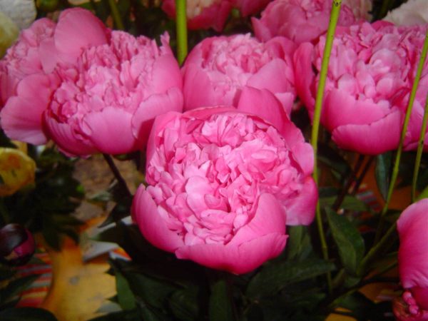 Paeonia  Edulis Superba