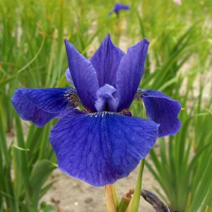 Iris sibirica Ego