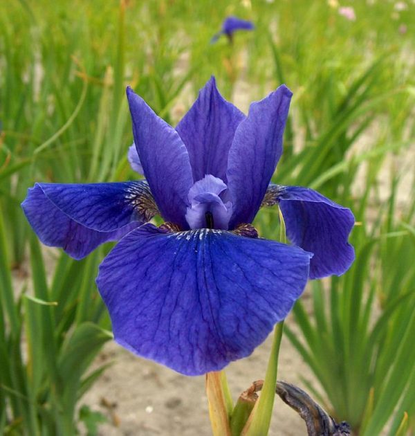 Iris sibirica Ego