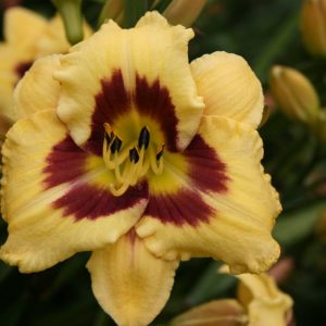 Hemerocallis El Desperado