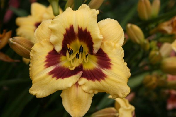 Hemerocallis El Desperado