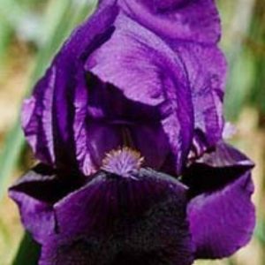 Iris Germanica Eleanor Roosevelt