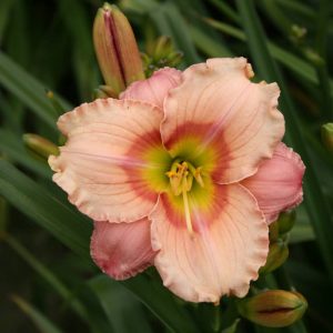 Hemerocallis Elegant Candy