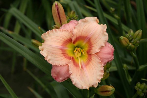 Hemerocallis Elegant Candy