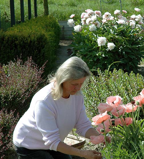 Papaver