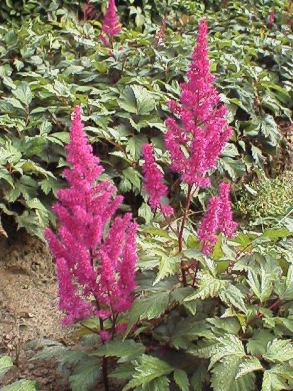 Astilbe Elizabeth van Veen