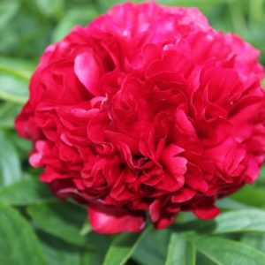 Paeonia  Eliza Lundi