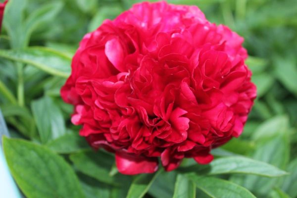 Paeonia  Eliza Lundi