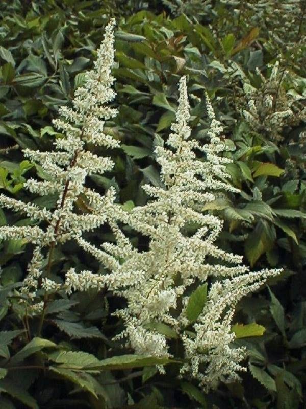 Astilbe Ellie