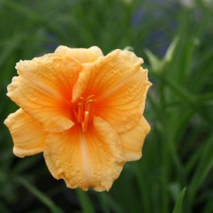 Hemerocallis Endlesslily TM Orange